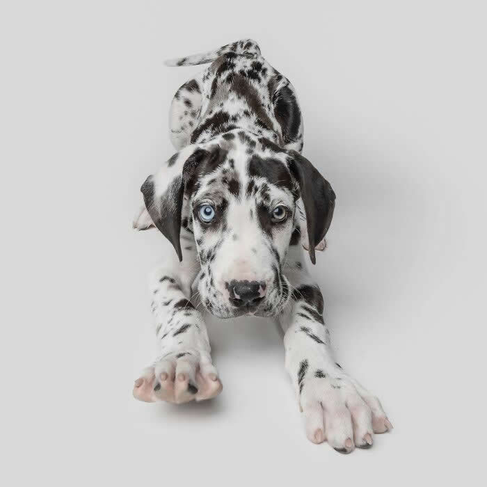 Adorable Dog Photos by Greg Murray