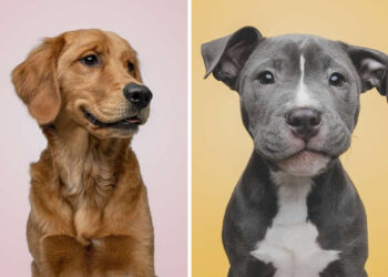 Adorable Dog Photos by Greg Murray