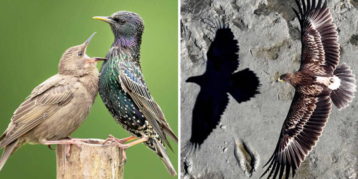 Spectacular Bird Photos That Won Major International Awards