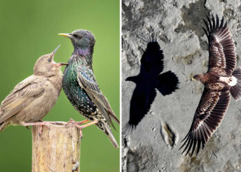 Spectacular Bird Photos That Won Major International Awards