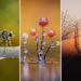 Macro Photos That Won International Photography Awards