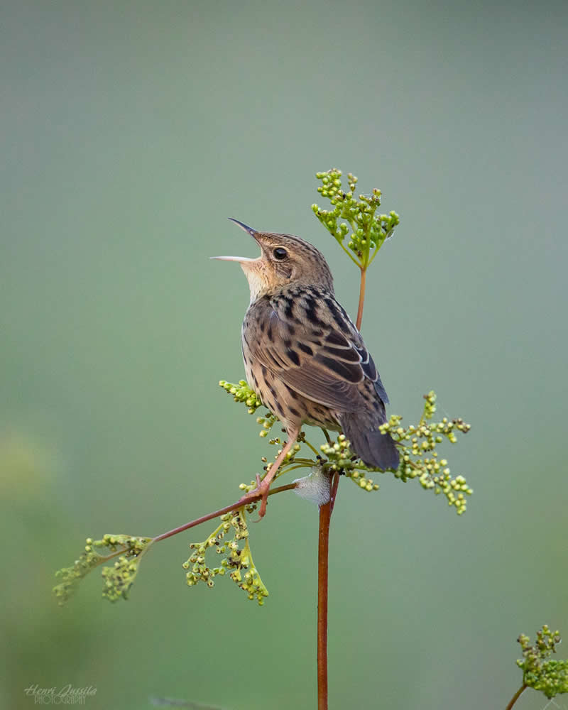 Lanceolated Warbler - Bird Photography by Henri Jussila