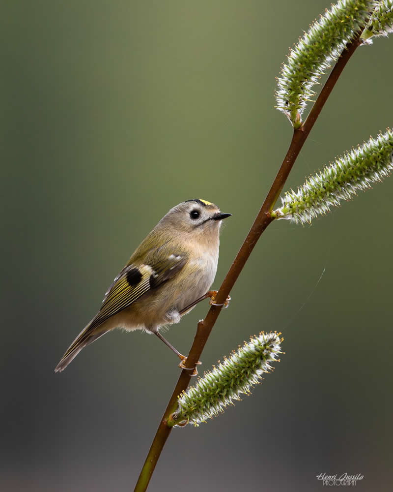Goldcrest - Bird Photography by Henri Jussila