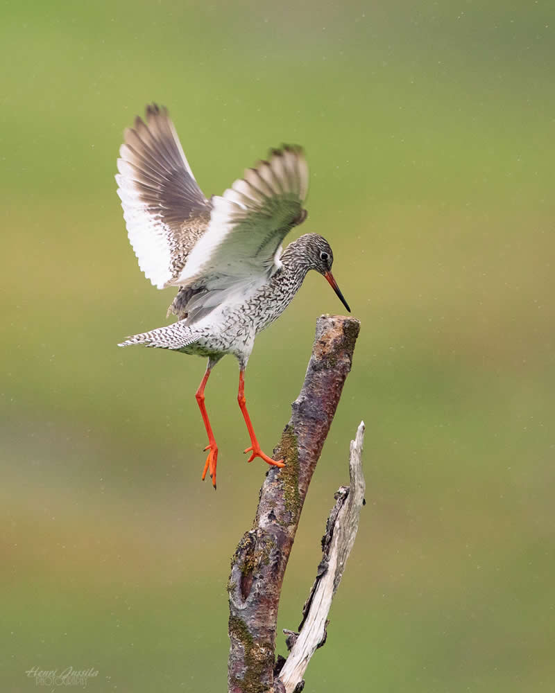 Redshank - Bird Photography by Henri Jussila