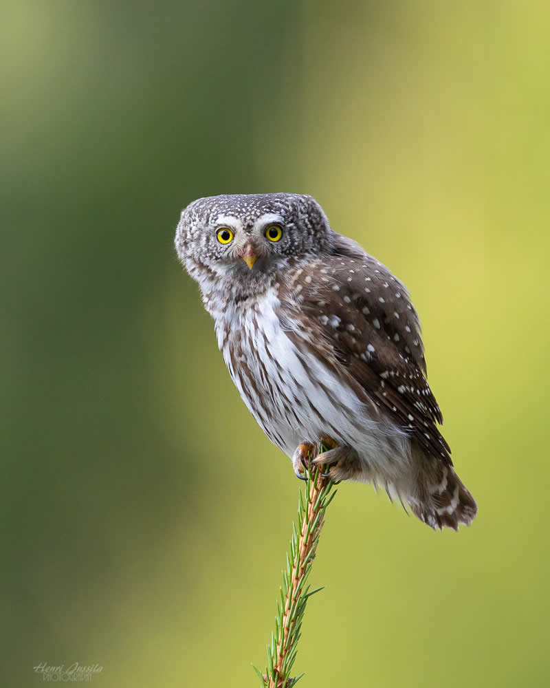 Eurasian Pygmy Owl - Bird Photography by Henri Jussila