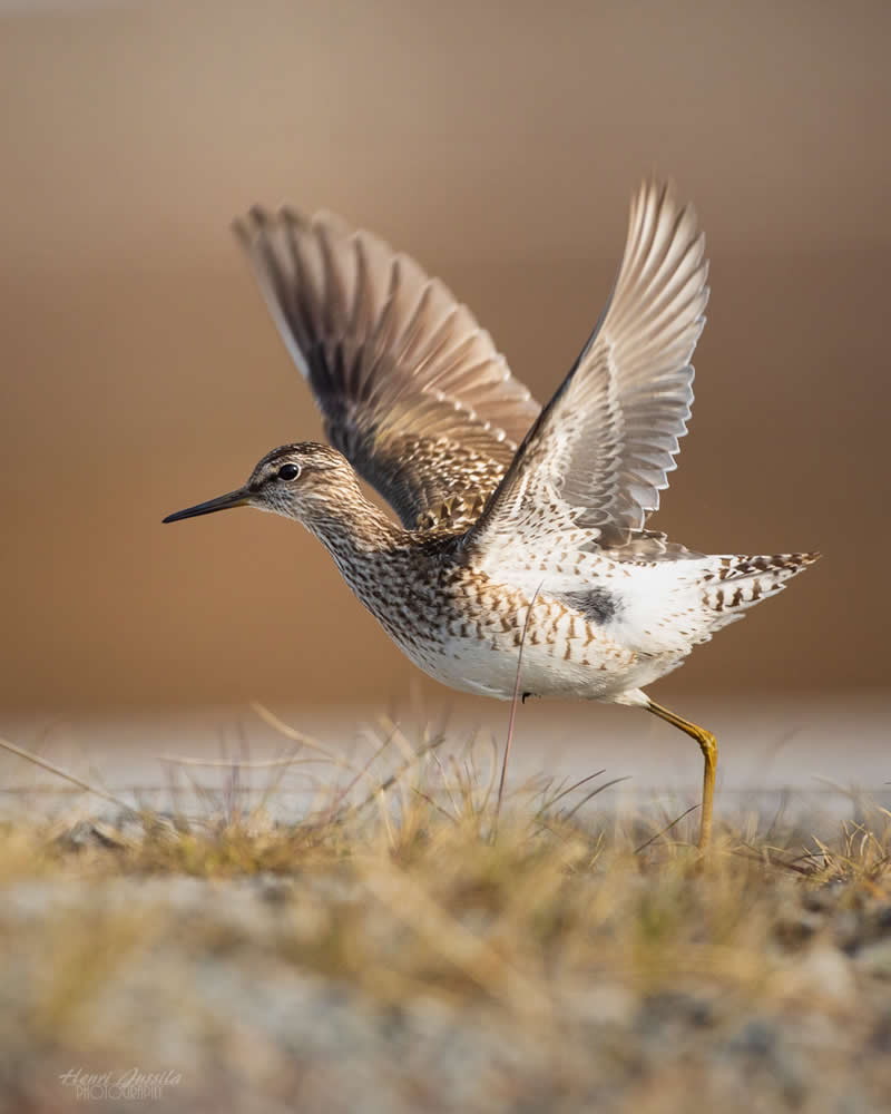 Wood Sandpiper - Bird Photography by Henri Jussila