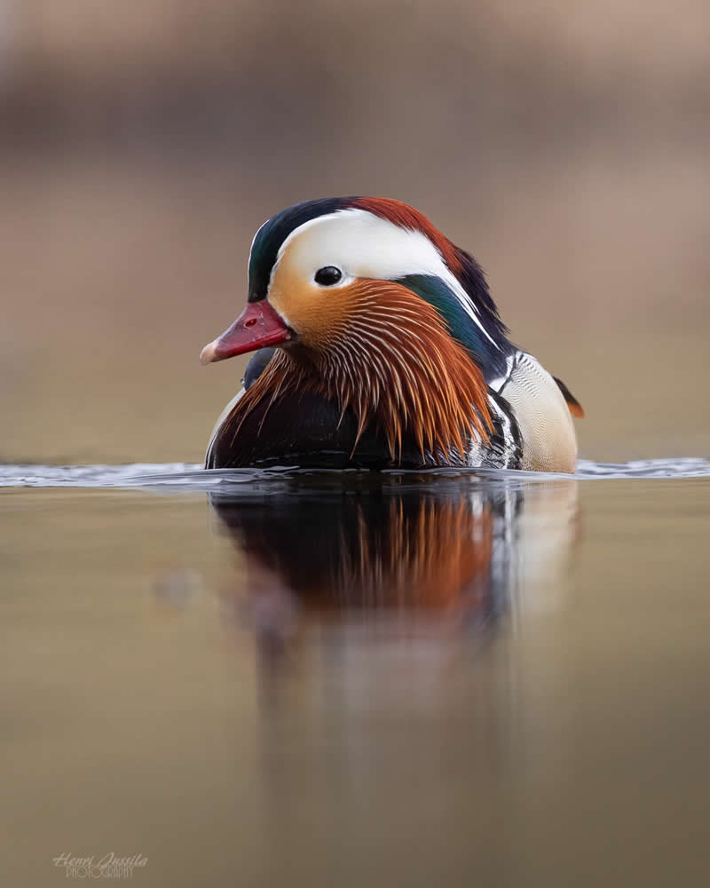 Mandarin duck - Bird Photography by Henri Jussila