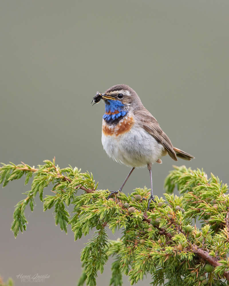 Bluethroat - Bird Photography by Henri Jussila