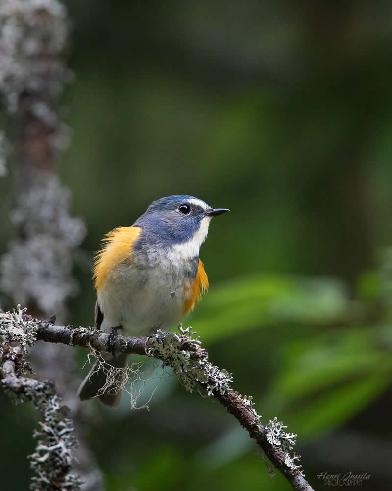Red-flanked Bluetail - Bird Photography by Henri Jussila