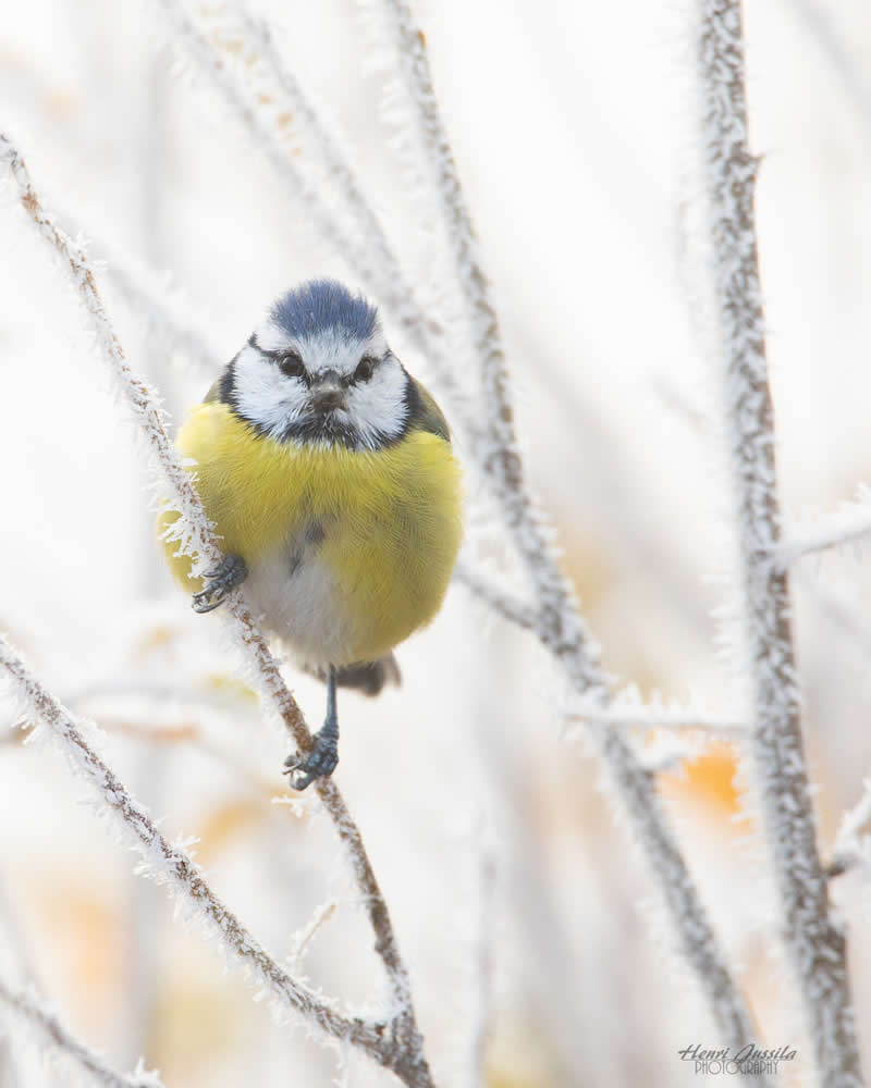 Eurasian Blue Tit - Bird Photography by Henri Jussila