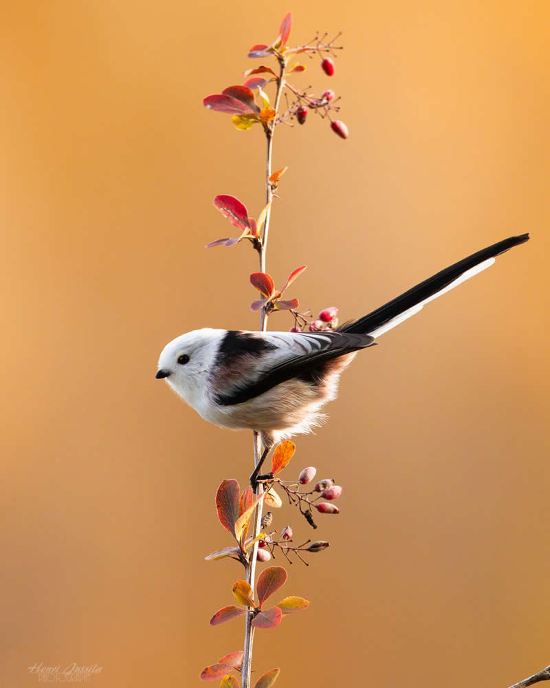 Long-tailed Tit - Bird Photography by Henri Jussila