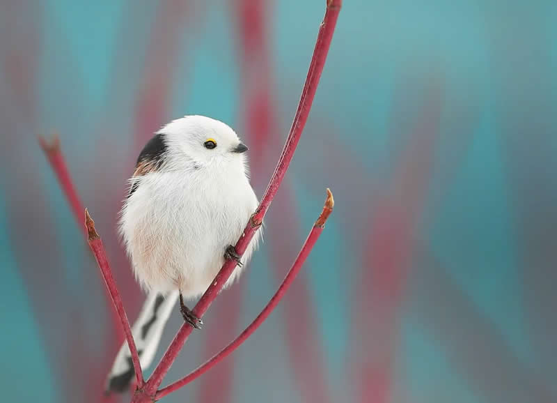 Long-tailed tit - Bird Photography by Henri Jussila