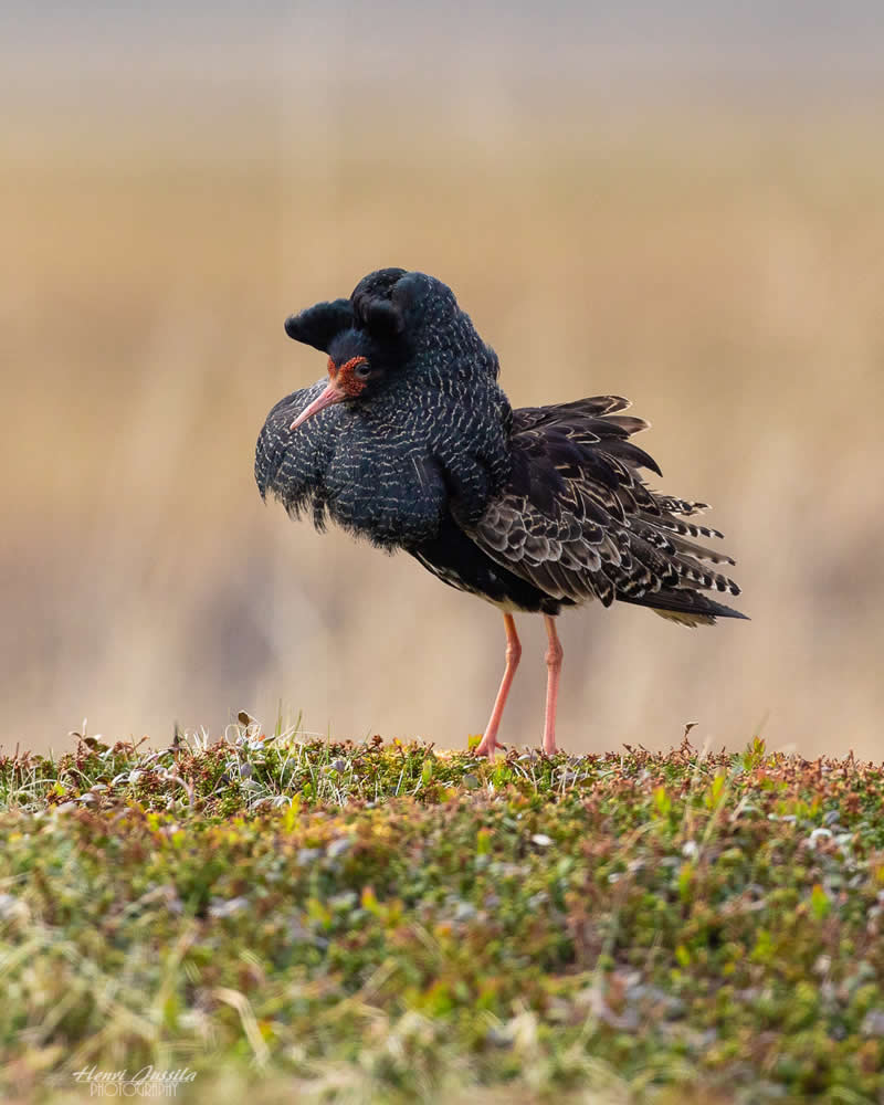 Ruff (calidris pugnax) - Bird Photography by Henri Jussila