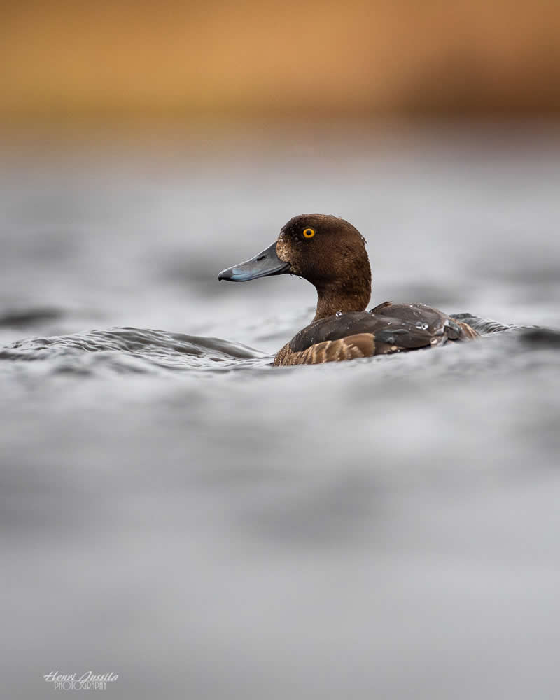 Tufted Duck - Bird Photography by Henri Jussila
