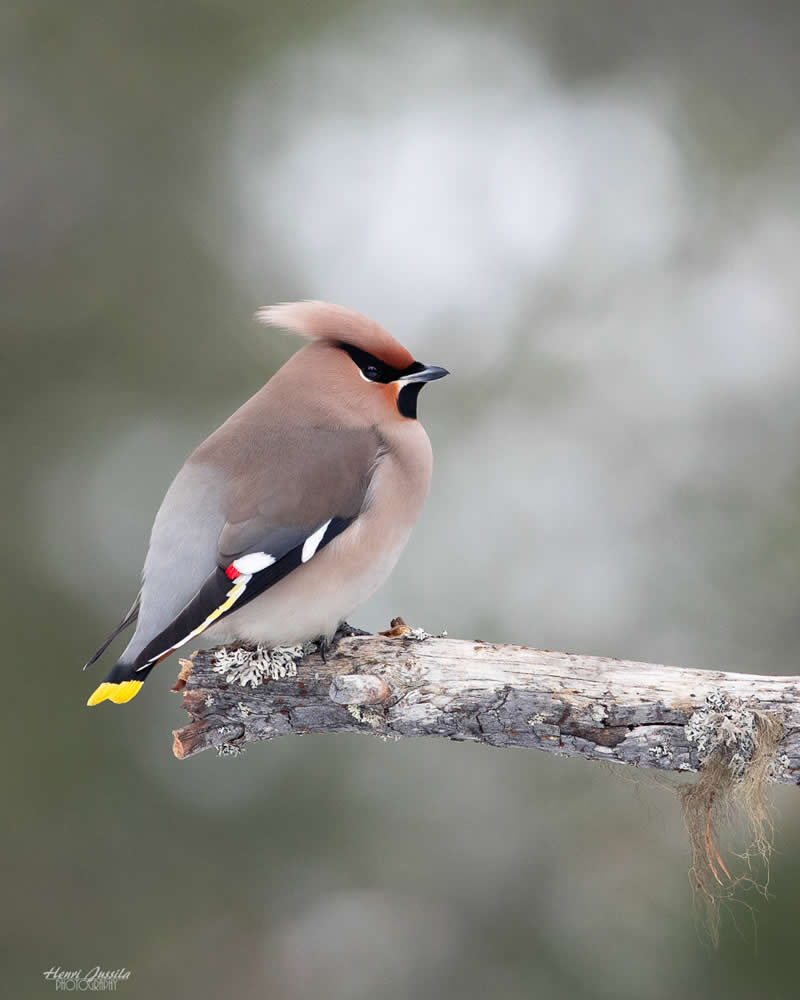 Bohemian Waxwing - Bird Photography by Henri Jussila