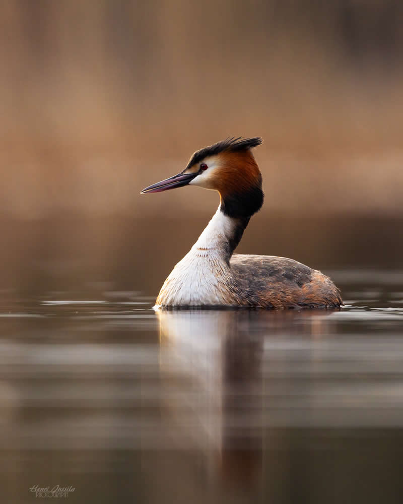 Great Crested Grebe - Bird Photography by Henri Jussila