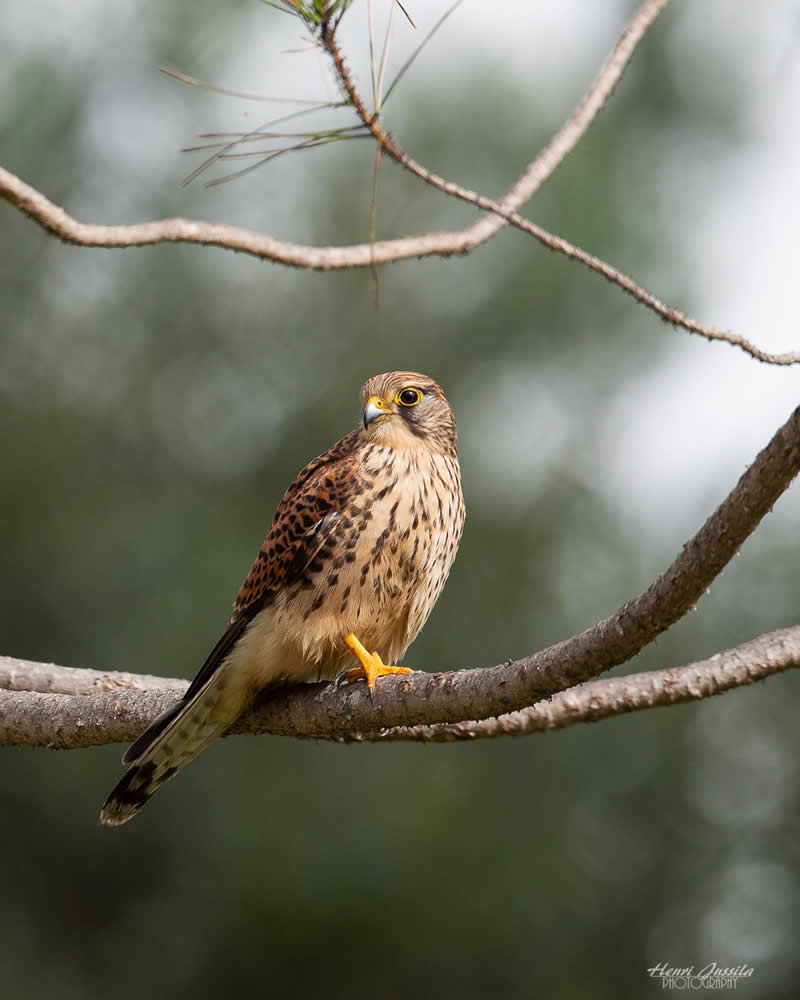 Common Kestrel - Bird Photography by Henri Jussila