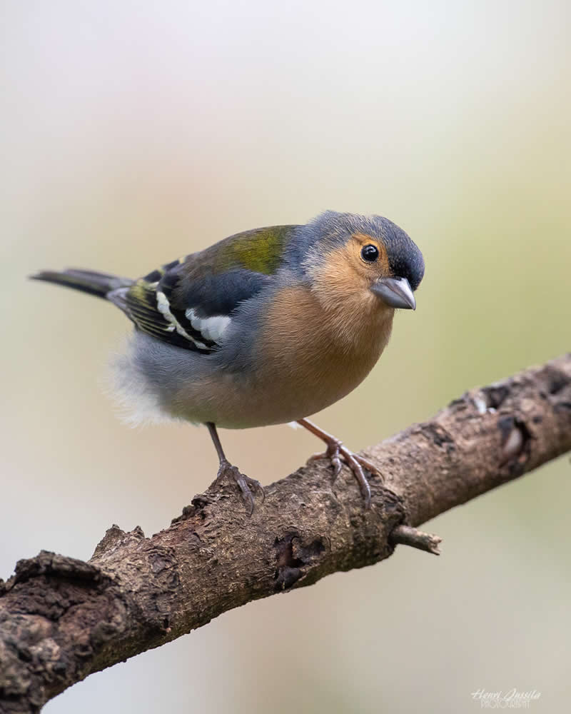 Madeiran Chaffinch - Bird Photography by Henri Jussila