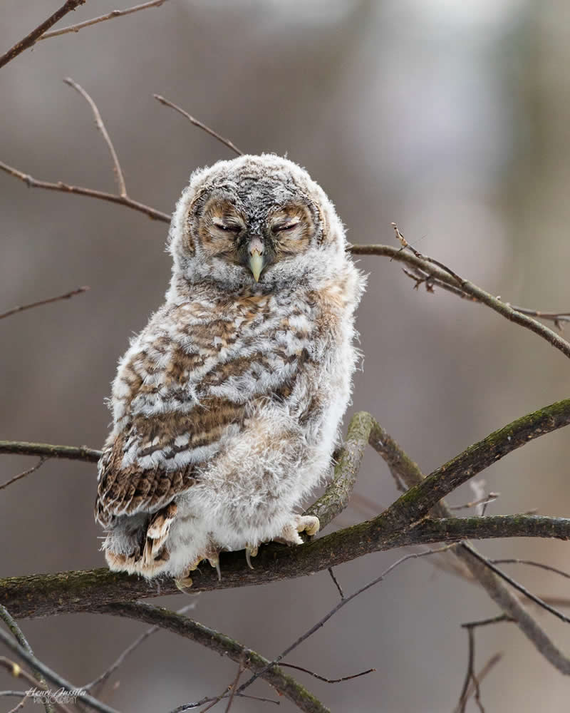 Baby Owl - Bird Photography by Henri Jussila