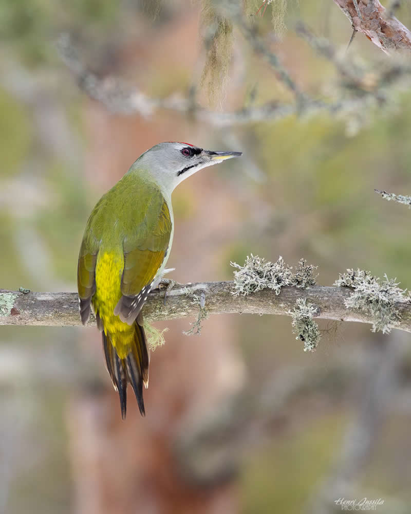 Grey-headed Woodpecker - Bird Photography by Henri Jussila