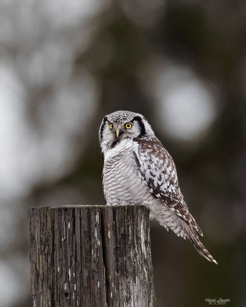 Northern Hawk Owl - Bird Photography by Henri Jussila