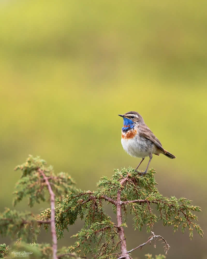 Bluethroat - Bird Photography by Henri Jussila