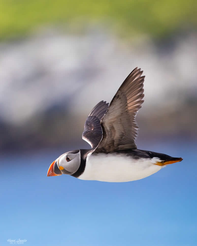 Atlantic Puffin - Bird Photography by Henri Jussila