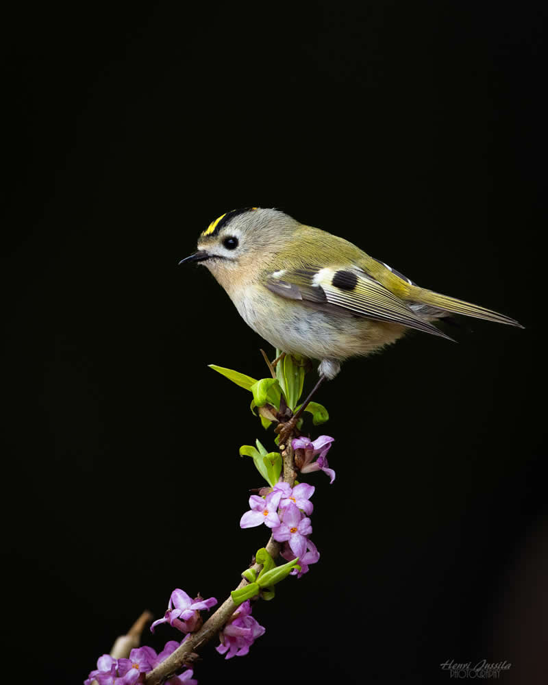 Goldcrest - Bird Photography by Henri Jussila