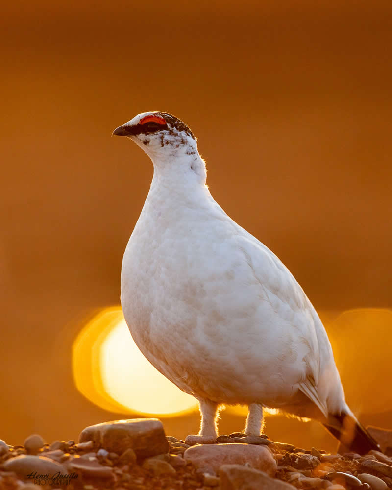 Rock Ptarmigan - Bird Photography by Henri Jussila