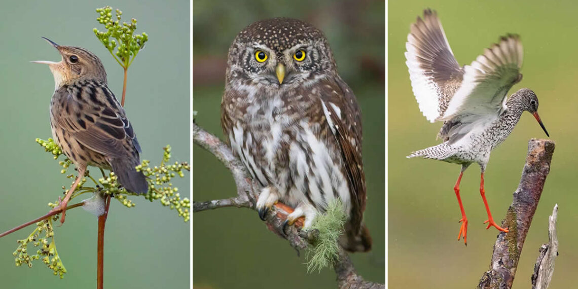 Bird Photography by Henri Jussila