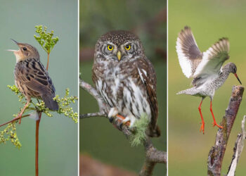 Bird Photography by Henri Jussila