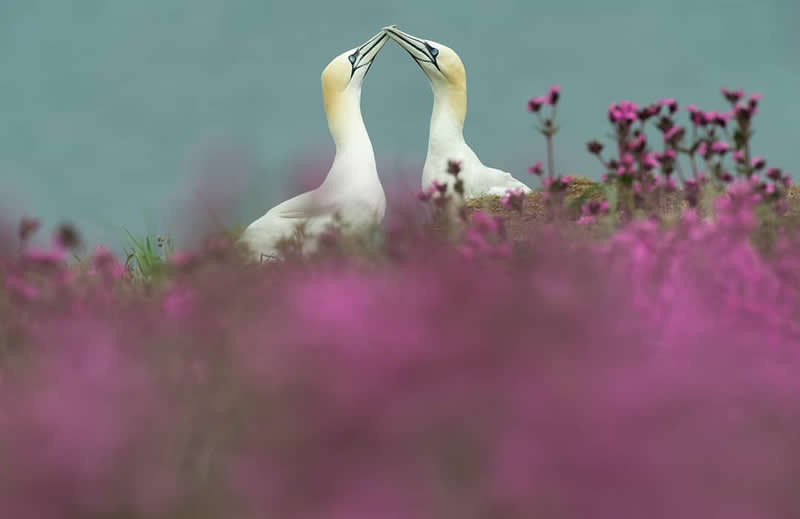 Bird Photography by Jose Manuel Grandio