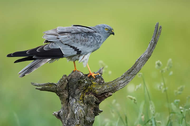 Bird Photography by Jose Manuel Grandio