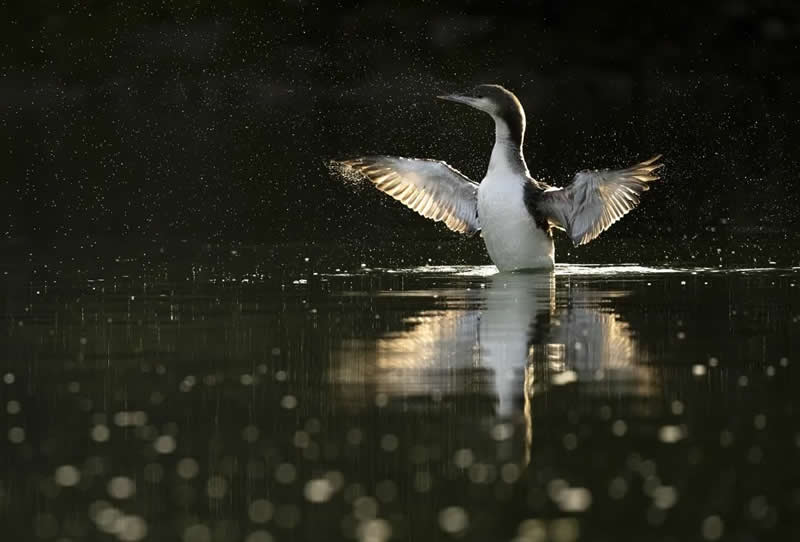 Bird Photography by Jose Manuel Grandio