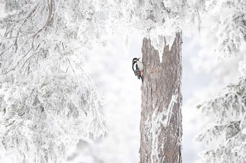 Bird Photography by Jose Manuel Grandio