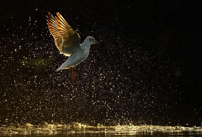 Bird Photography by Jose Manuel Grandio