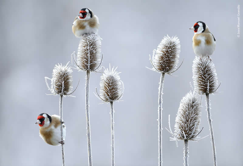 Bird Photography by Jose Manuel Grandio