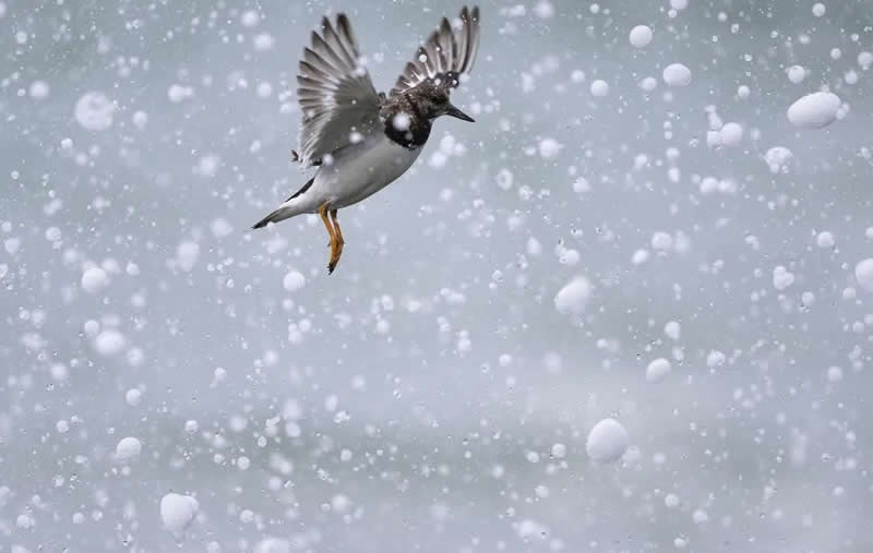 Bird Photography by Jose Manuel Grandio