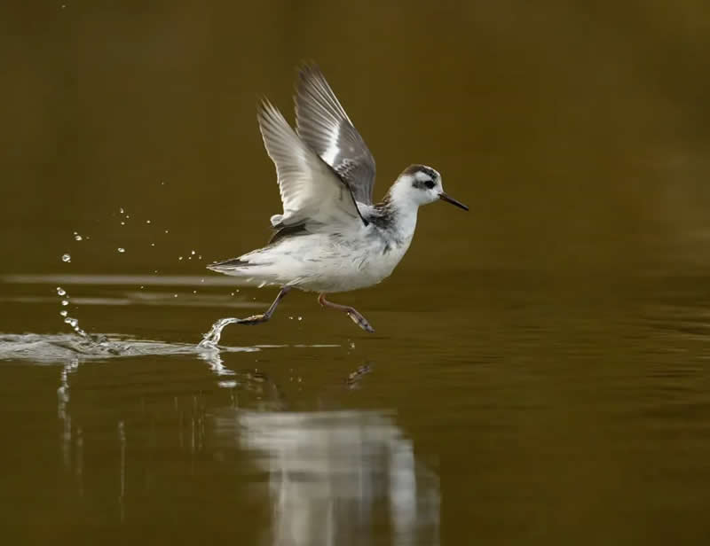 Bird Photography by Jose Manuel Grandio
