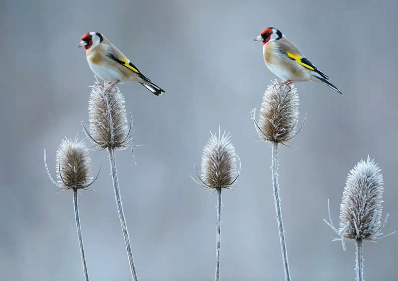 Bird Photography by Jose Manuel Grandio
