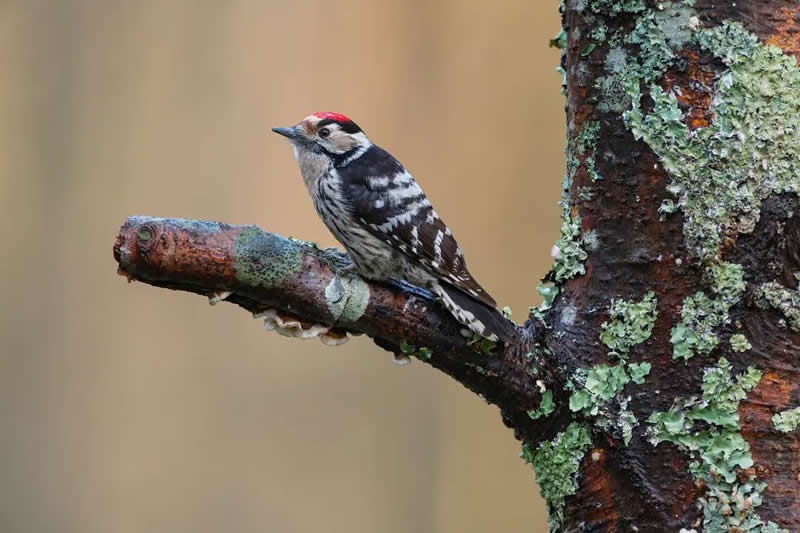 Bird Photography by Jose Manuel Grandio