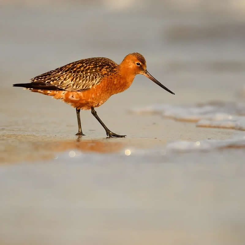 Bird Photography by Jose Manuel Grandio