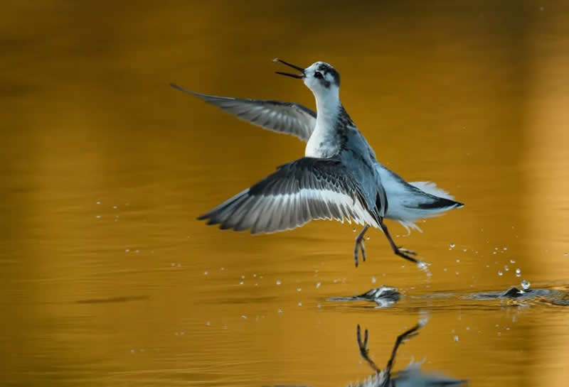 Bird Photography by Jose Manuel Grandio