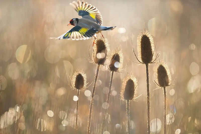 Bird Photography by Jose Manuel Grandio