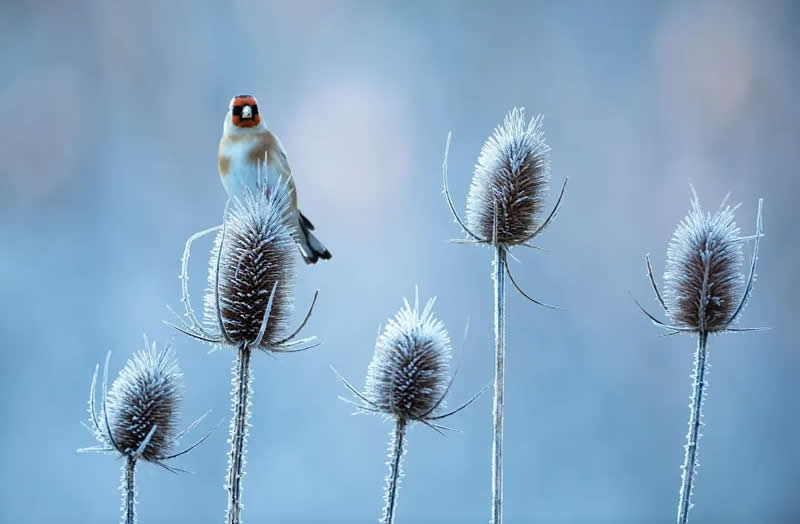 Bird Photography by Jose Manuel Grandio