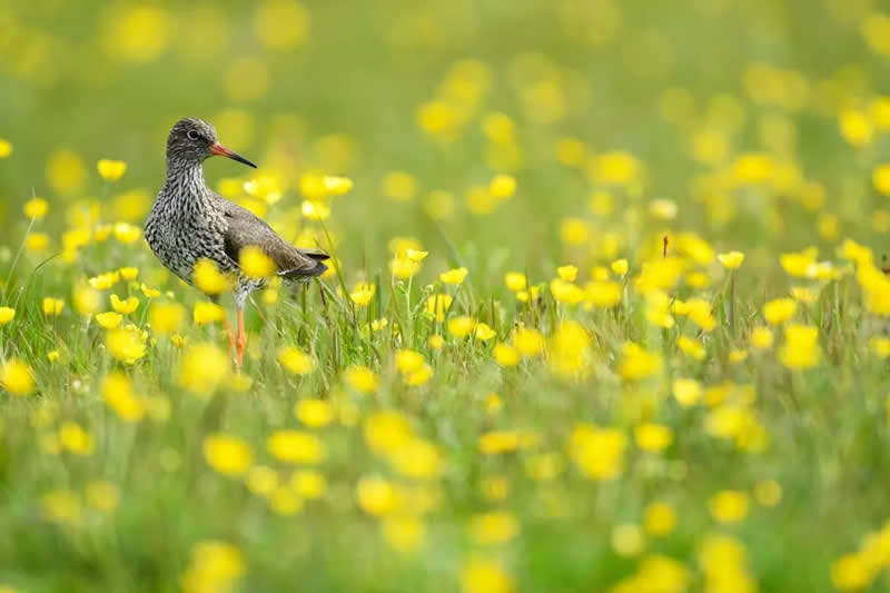 Bird Photography by Jose Manuel Grandio