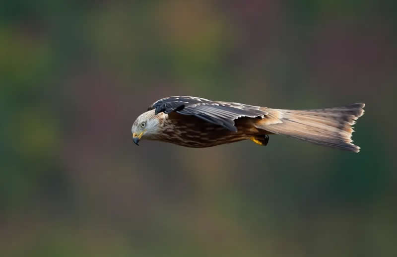 Bird Photography by Jose Manuel Grandio