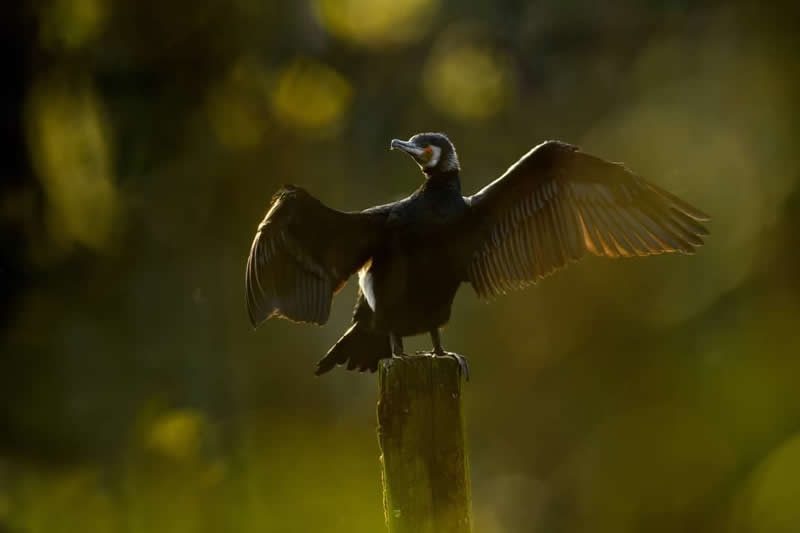 Bird Photography by Jose Manuel Grandio