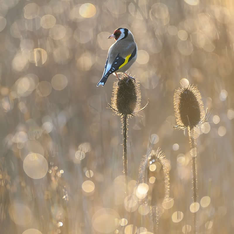 Bird Photography by Jose Manuel Grandio