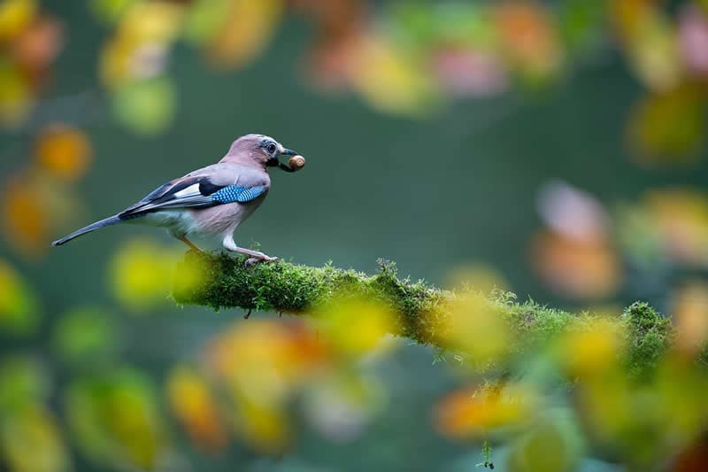 Bird Photography by Jose Manuel Grandio